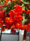 Begonienzwiebeln : Begonia pendula Rot - Begonie Rote Hängebegonie 3 Blumenzwiebel/Knolle