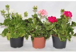 Geranio zonal (Liloso)