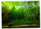 Perfeclan Aquarium Hintergrund selbstklebend Rückwand Folie Fotorückwand, Wasserpflanzen, 61x30cm