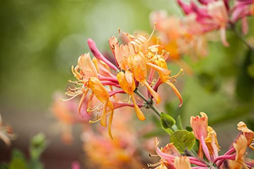 Geißblatt Lonicera henryi 100-150 cm Kletterpflanze winterhart immergrün | Sichtschutz, duftende Blueten, bienenfreundlich, pflegeleicht, ideal fuer Zaun und Gartenbegruenung