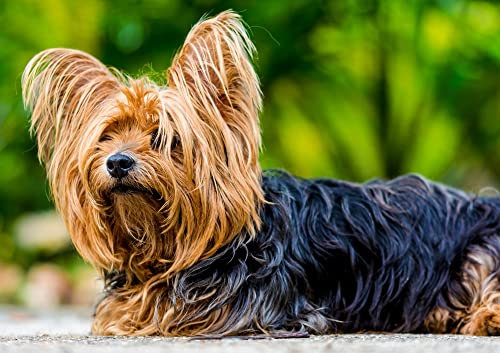 HANSEPUZZLE 34547 - Yorkshire Terrier Puzzle 130 Teile | Tierwelt Puzzle mit hochwertiger Puzzle Aufbewahrung: Kartonbox und wiederverschließbarem Beutel | Puzzle-Maße: 28,7 x 20 cm