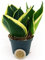 POWERS TO FLOWERS - SANSEVERIA BLACK JADE MINI IDEALE PER TERRARIUM, pianta vera