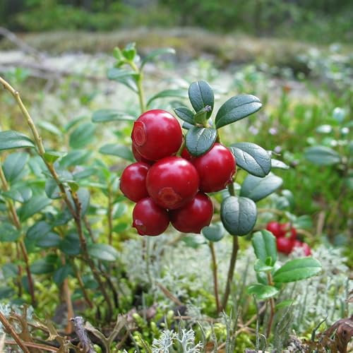 Pianta vera di Mirtillo rosso - Diametro Vaso Ø 13 cm