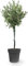DECOALIVE Olivera PREMIUM Planta Natural para Decorar el Hogar Olivo Natural, 8435712005364