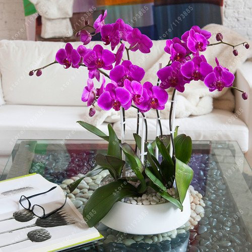 50 pc/sacchetto bonsai fiori semi di orchidee, bella orchidea phalaenopsis fiore qualità delle piante casa giardino di orchidee pentola semi bambini regalo 15
