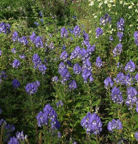 Eisenhut Blue Lagoon - Aconitum cammarum - lebende Gartenpflanze aus den Baumschulen