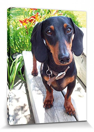 1art1 Hunde Poster Schwarz-Brauner Dackel Bilder Leinwand-Bild Auf Keilrahmen | XXL-Wandbild Poster Kunstdruck Als Leinwandbild 40x30 cm