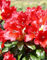Zwerg Rhododendron repens Scarlet Wonder 25-30 cm breit im 2 Liter Pflanzcontainer
