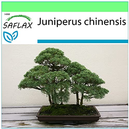 SAFLAX - Bonsai - Chinesischer Wacholder - 30 Samen - Juniperus chinensis