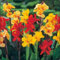 5 GEMISCHTE LILIE Generalis Mix Farben Rot Gelb Kolibri Blumensamen