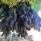 Weinreben kaufen zwiebeln,Winterhart Mehrjährig,Weintrauben Pflanzen Kernlos winterhart süße,Dekorative Blumen,tafel-Trauben,tafeltraube wein pflanze,trauben pflanzen.-2zwiebeln-H