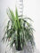 Yucca gloriosa - Yucca Superbe 50-60 cm en pot