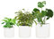 Fox&Fern Lot de Pots de Fleurs, Grands, avec évacuation de l'eau, pour Plantes d'intérieur, diamètre : 30 cm, Blancs, Taille S/M/L