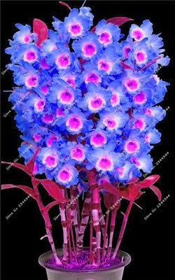 ! Nano Dendrobium Fiore Semi Rare Orchidee Tropicali piante ornamentali in miniatura Albero di crescita Naturale, 10 pc 5