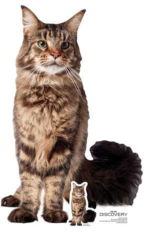 Star Cutouts – SC4710 – Star Trek Grudge the Cat Cardboard Cutout 64cm – Discovery – Collectors’ Favourite Star Trek Gift