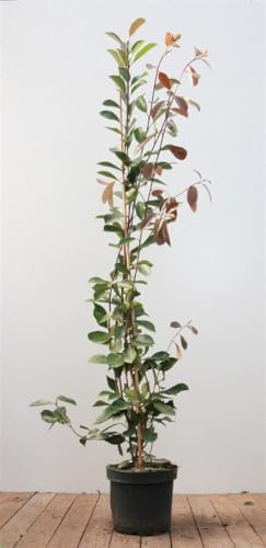 Photinia fraseri 'Red Robin' 125-150 cm - Glanzmispel, rote Blattaustriebe, immergrün, ideal als Hecke, pflegeleicht und winterhart