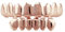 Qiwenr hip hop Zähne Grillz, Hip Hop Grillz Zähne, Fake Punk Hip Hop, Dekoration für Mund Oben, Halloween Grillz für, Hip Hop Zähne Mund, Geeignet für Halloween,Weihnachten und Andere Partys(Roségold)