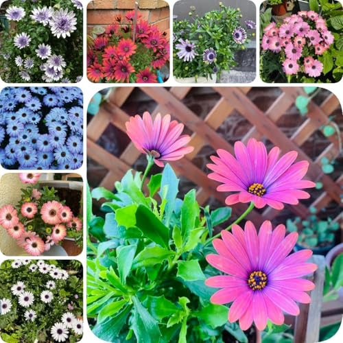 500 pcs Kapkörbchen Samen bonsai topf kräutergarten geschenk pflanzen für draußen winterhart Dimorphotheca ecklonis blumenwiese samen pflanzenkübel exotische zimmerpflanzen gewächshaus