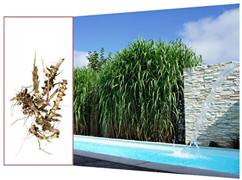 Rhizome/Wurzelstücke Elefantengras 'Miscanthus x giganteus' - schnell wachsendes Ziergras Chinaschilf als Sichtschutz & Gräserhecke für Garten & Teich - winterfest & pflegeleicht (10x)