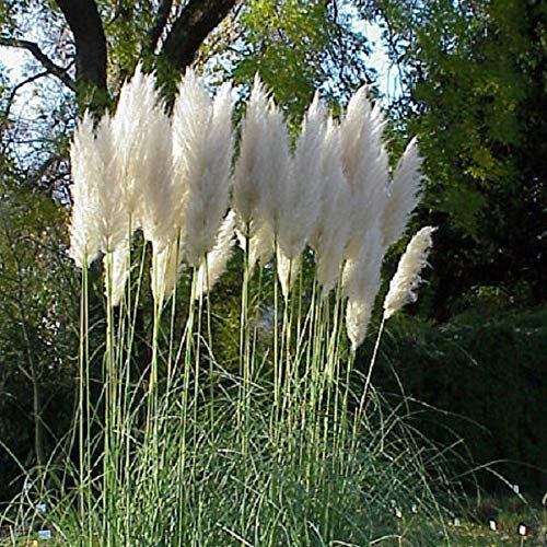 3 x Majestätisches Pampasgras - Cortaderia Selloana: Garten-Gigant im 3L Topf.