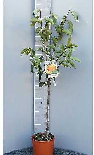 SAVINI VIVAI Pianta di Kako Loto di Romagna Piante da Frutto Albero di Kaki in Vaso 22-24 cm 2-3 Anni Altezza 130-150 cm Made in Italy