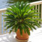 Sago Palm Zwiebeln, Palmen, Winterharte Stauden,Topfpflanzen, Palmfarne,Sagopalmen, Blumenzwiebeln, Zimmerpflanzen, Freilandpflanzen,Friedenspalmen-1zwiebeln-B