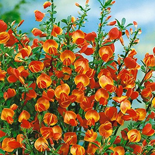 Cytisus Lena Broom Compact Deciduous Hardy Outdoor Flowering Garden Plant in Pot (3 Litre Pot, 30-50cm)