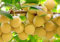 Semi SD0520 Ginkgo Biloba frutta, semi rari Gingko, ginkgo semi, sementi non geneticamente modificati (3 Seeds)