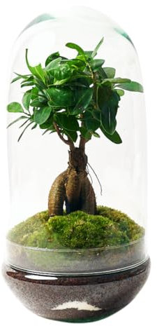 Terrario Plantas Cristal - Cúpula con Ficus Ginseng | Jardin Eterno en Cristal o Ecosistema Cerrado | Ideal para Decoración Hogar | Terrarios Autónomos | Grande, 36 cm x 19 cm