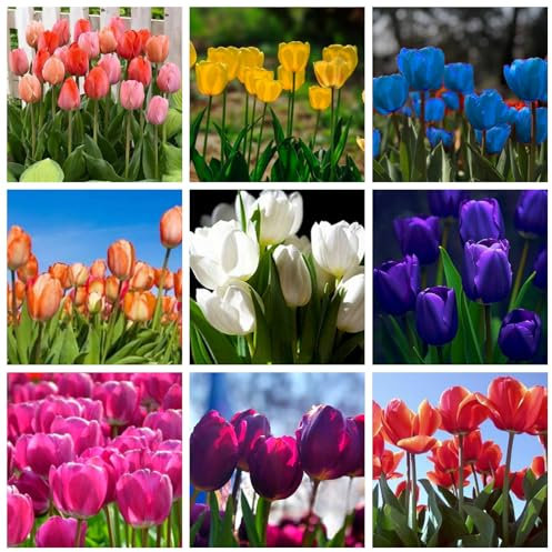 Premium Tulpenzwiebeln in Mix – Seltene, leuchtende Farben – Winterharte & mehrjährige Duftpflanzen für Garten & Kübel-6 zwiebeln