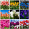 Premium Tulpenzwiebeln in Mix – Seltene, leuchtende Farben – Winterharte & mehrjährige Duftpflanzen für Garten & Kübel-6 zwiebeln