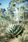 5 Semi di Agave Montana Hardy Agave Esotico: Only Seeds