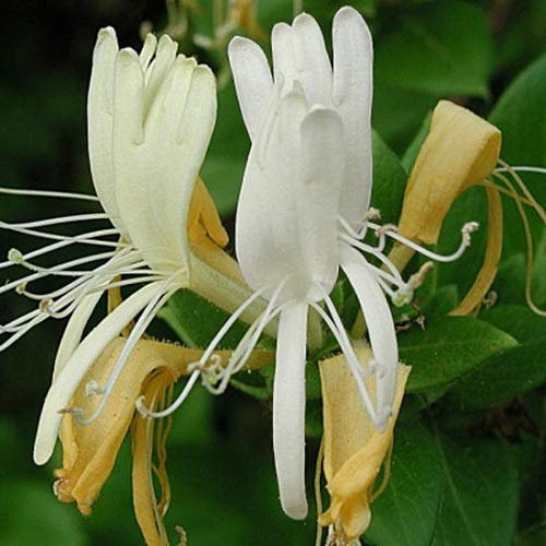 3 x Geissblatt Caprifolium (Lonicera) Kletterpflanzen: 3 kaufen/2 bezahlen - Weiß. Duftend & Winterhart - ClematisOnline Kletterpflanzen