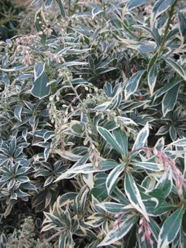 Pieris japonica Variegata - Weißbuntes Schattenglöckchen - 30-40cm