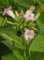 Nicotina tabacum (tabacco vergine) - 500 semi (semi di tabacco) -