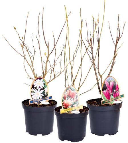 3er-Set Magnolien-Klassiker, Höhe 40-60 cm, im 5 Liter Topf