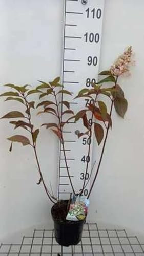 Hydrangea pan. 'Candlelight' - Rispenhortensie 40-50 cm Container