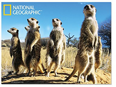 National Geographic NG18710 3D-Postkarte mit Erdmännchen-Motiv, zum Sammeln, Mehrfarbig