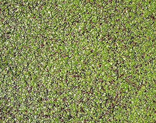 haus & garten Wasserlinse/Wasserlinsen Sehr Große Portion 20x20 cm Entengrütze + 5 Froschbiss