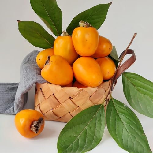 10 pcs kaki baum pflanze winterhart samen säulenobst winterhart kaki baum samen obstbäume kaufen obstbäume kakibaum kaufen samen anzucht pflanzen garten balkonpflanzen winterhart kakibaum