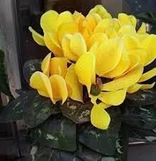 Nouvelles Graines De Fleurs De Cyclamen Persicum Pour Un Beau Jardin Ensemble De 100 Pièces