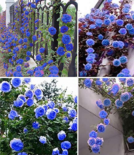 La rosa rampicante del giardino di fiore del cielo blu del fiore 20PCS notevolmente promuove la pianta, vasi del del giardino illuminati:Seeds Only