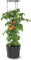BirnePower Tomatentopf Blumentopf Tomatenkübel 28L Topf für Tomatenpflanzen Tomatenzüchter mit Wasserspeicher Pflanzkübel mit Rankhilfe Rangitter Ø 40 cm H 153 cm