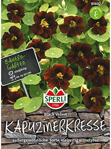 Sperli Blumensamen Kapuzinerkresse Black Velvet, grün