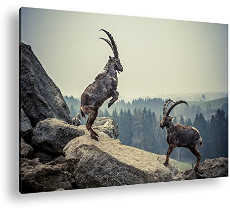 deyoli kämpfende Steinböcke Format: 120x80 als Leinwand, Motiv fertig gerahmt auf Echtholzrahmen, Hochwertiger Digitaldruck mit Rahmen, Kein Poster oder Plakat