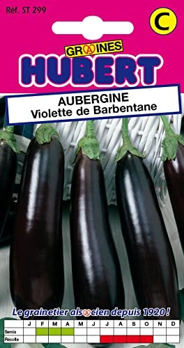 Graines d'Aubergine Violette de Barbentane - 0,5 grammes | Semences Reproductibles & NON Traitées