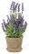 Lavendel Deko Künstliche Lavendelanlage in Topf Gepflogene Gef?lschte Faux Pflanzen Lebensleine Grün Für Hochzeit Tischtisch- Mittelstück Büro- Raumdekoration Lavendel Künstlich
