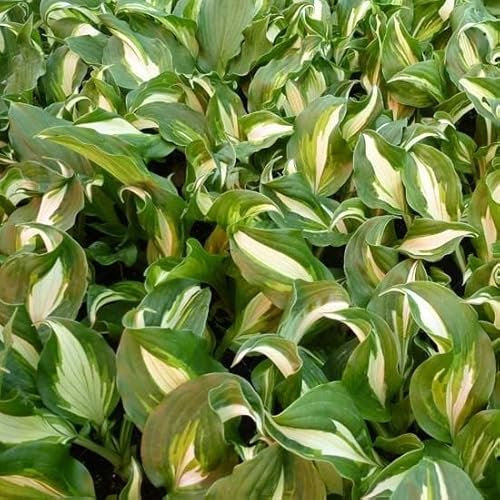 6x Hosta undulata 'Mediovariegata - Hosta undulata 'Mediovariegata - Godet 9x9cm