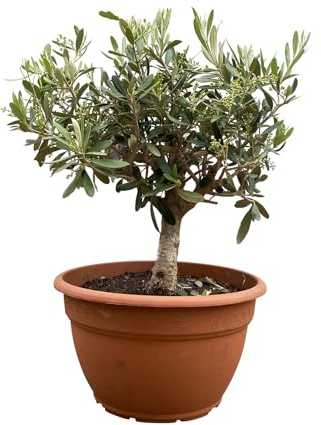 Olivenbaum 'Bonsai', Schalen-Ø 25 cm, Höhe ca. 40 cm
