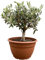 Olivenbaum 'Bonsai', Schalen-Ø 25 cm, Höhe ca. 40 cm